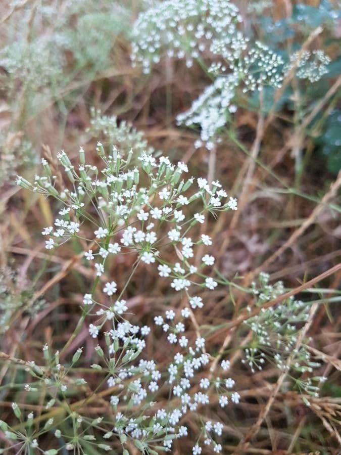Falcaria 9