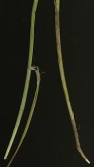 Carex normal 8