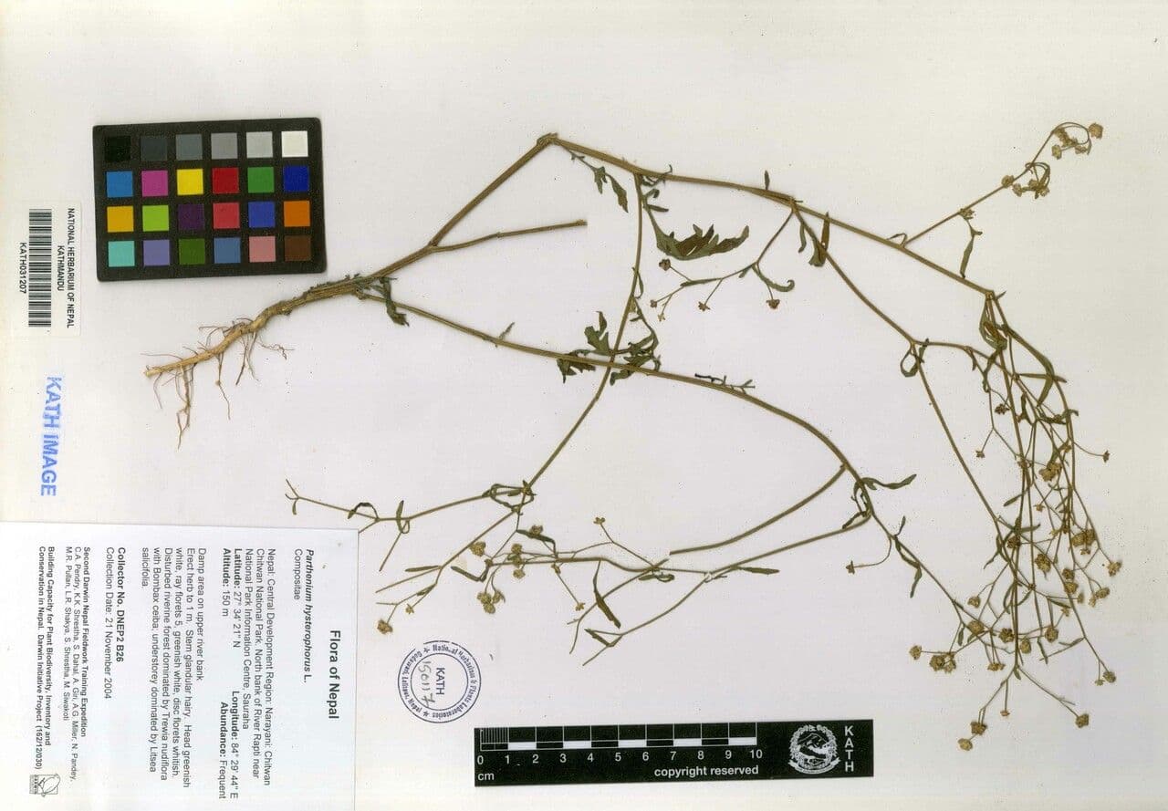 Partenium kropidłowate 24