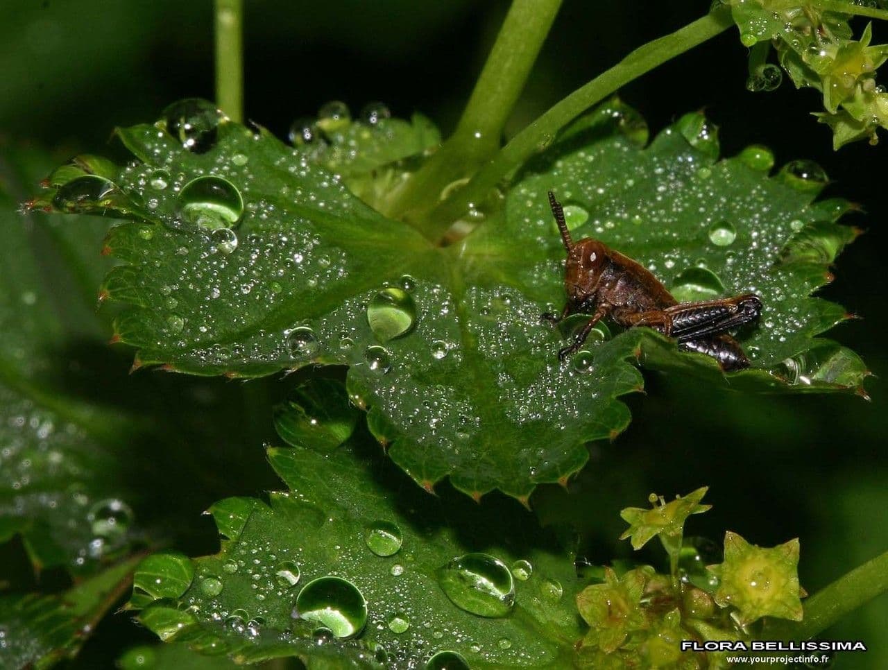 Alchemilla coriacea 14
