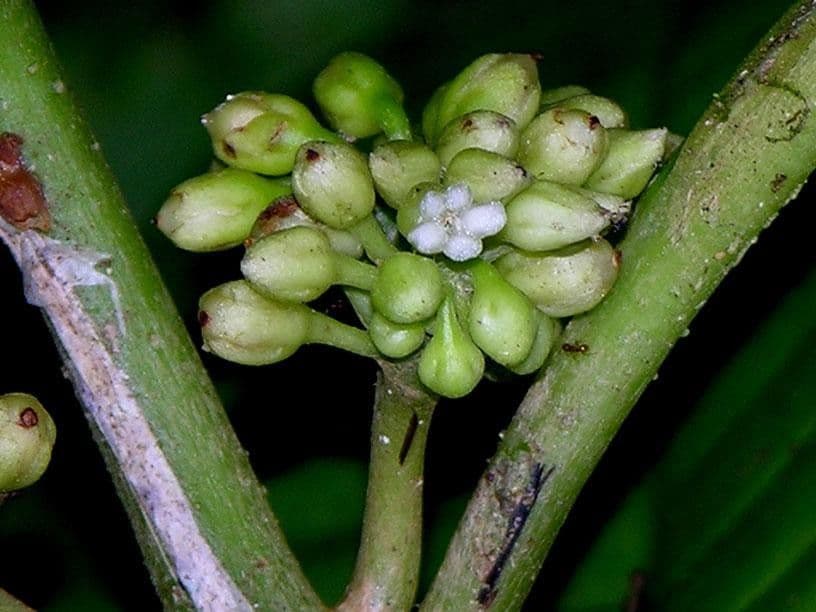 Besleria 5