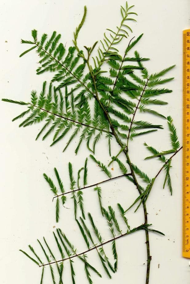 Mimosa 21