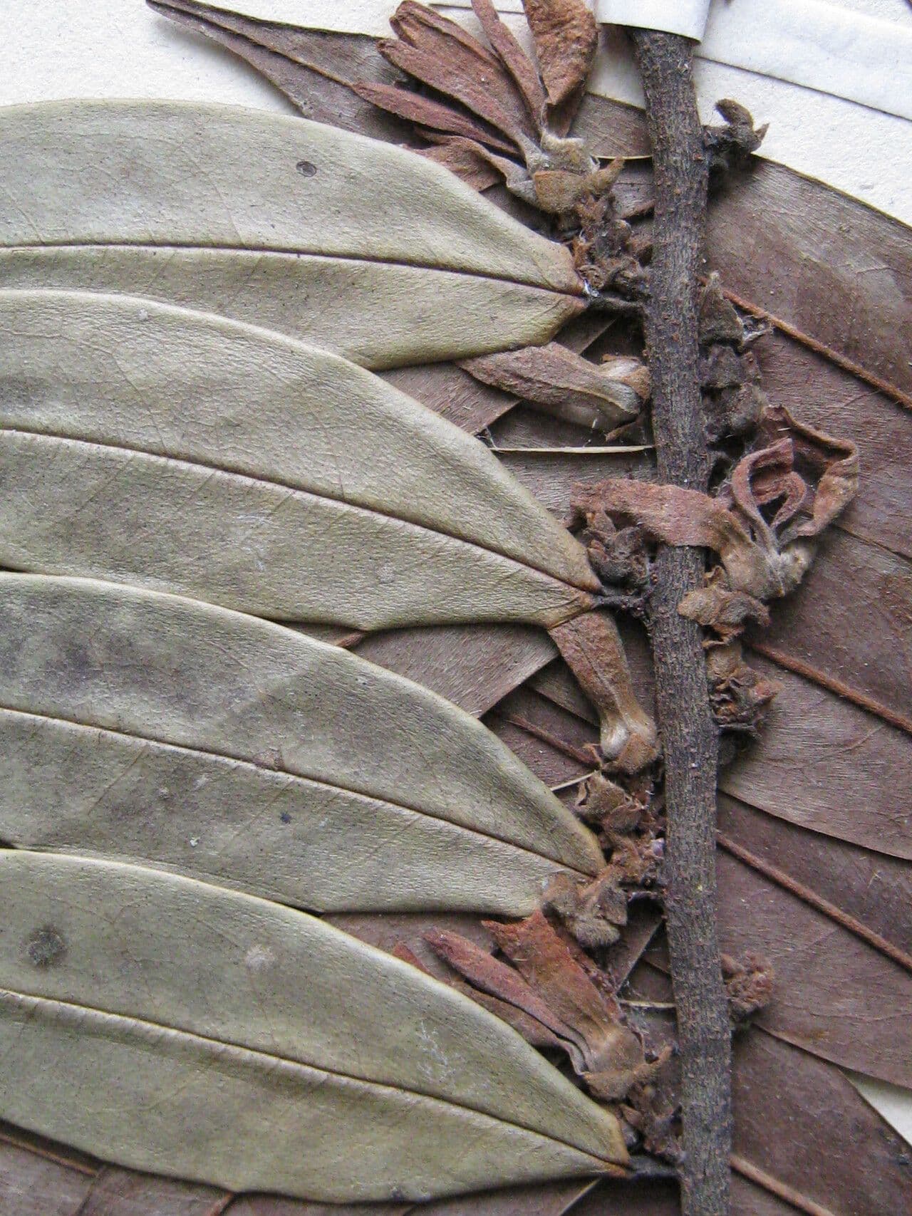 Xylopia 17