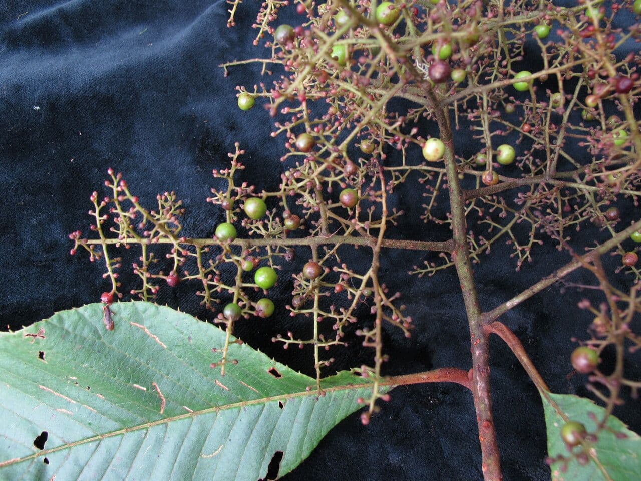 Meliosma 2