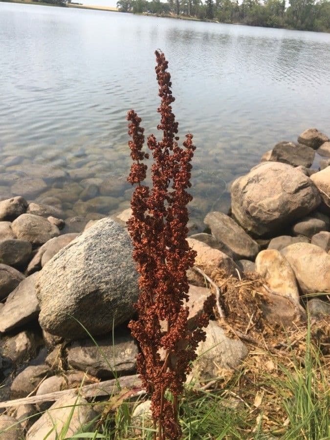 Oseille d'eau 10