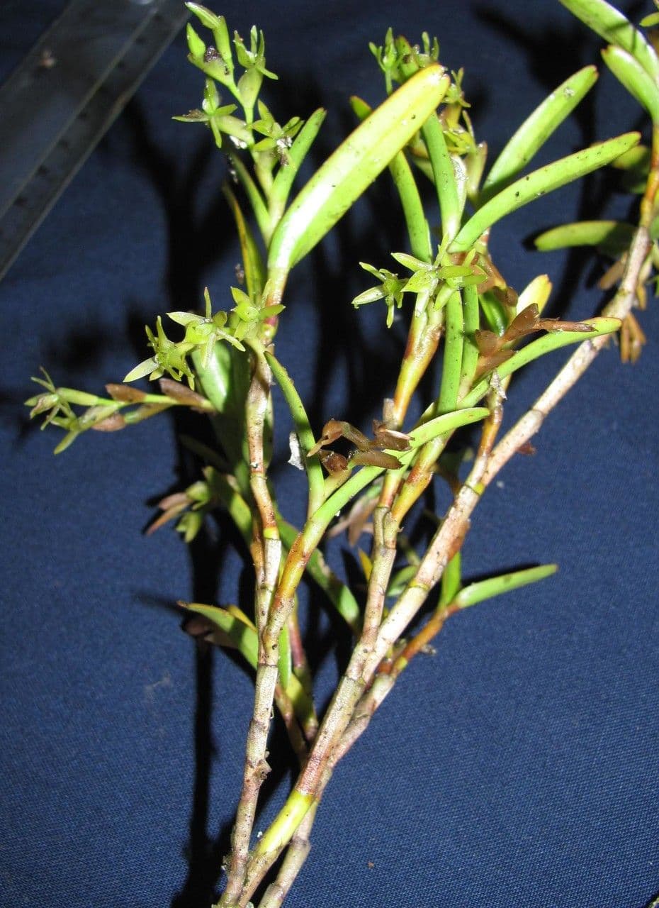 Gabelblütiges Springkraut