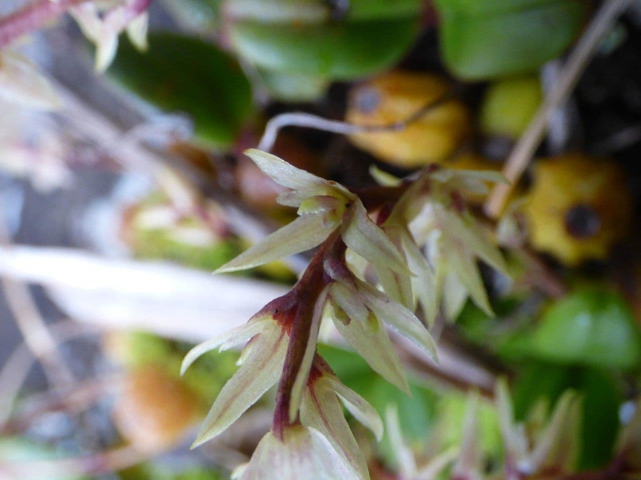 Bulbophyllum 9