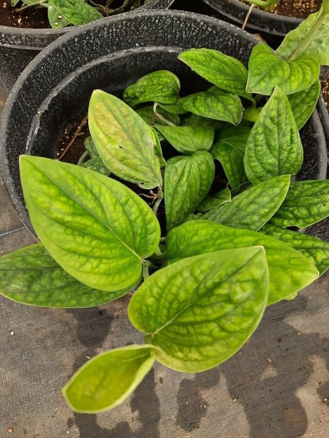 Monstera 5