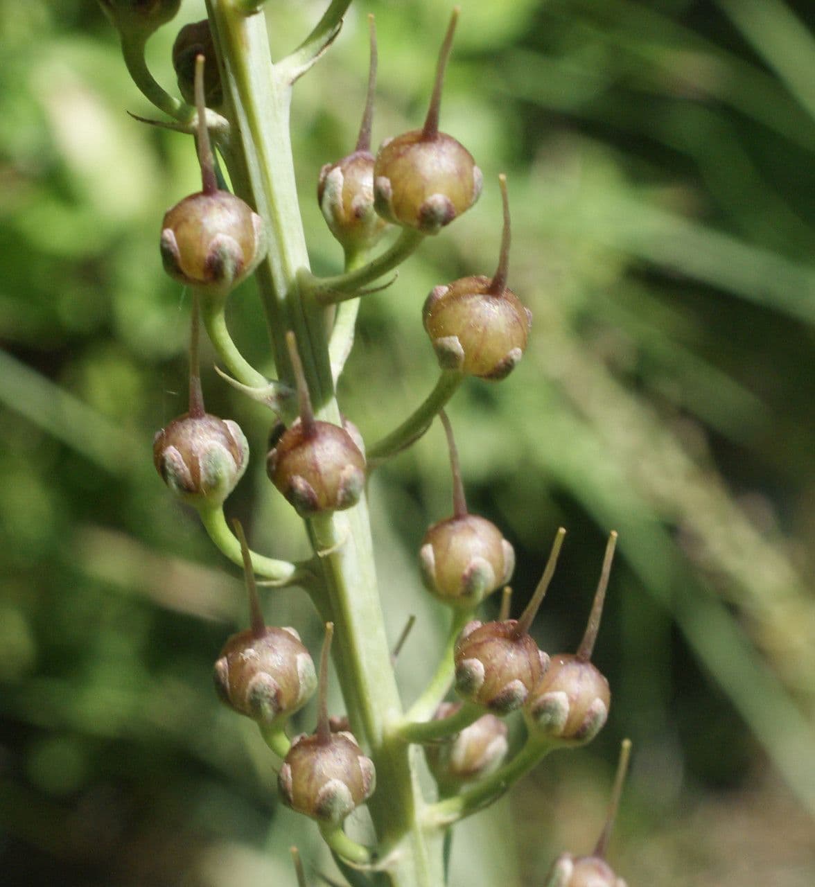 Erba lucciola 4