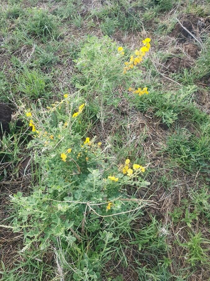 Crotalaria 7