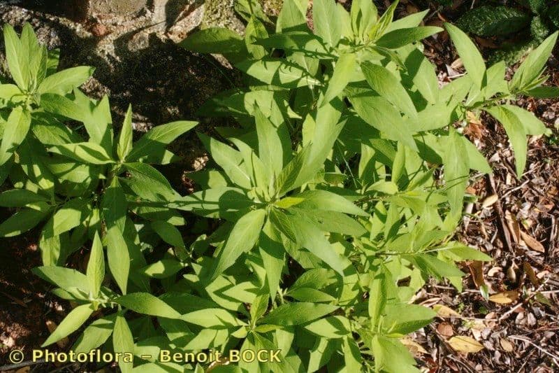 Cheirolophus 9