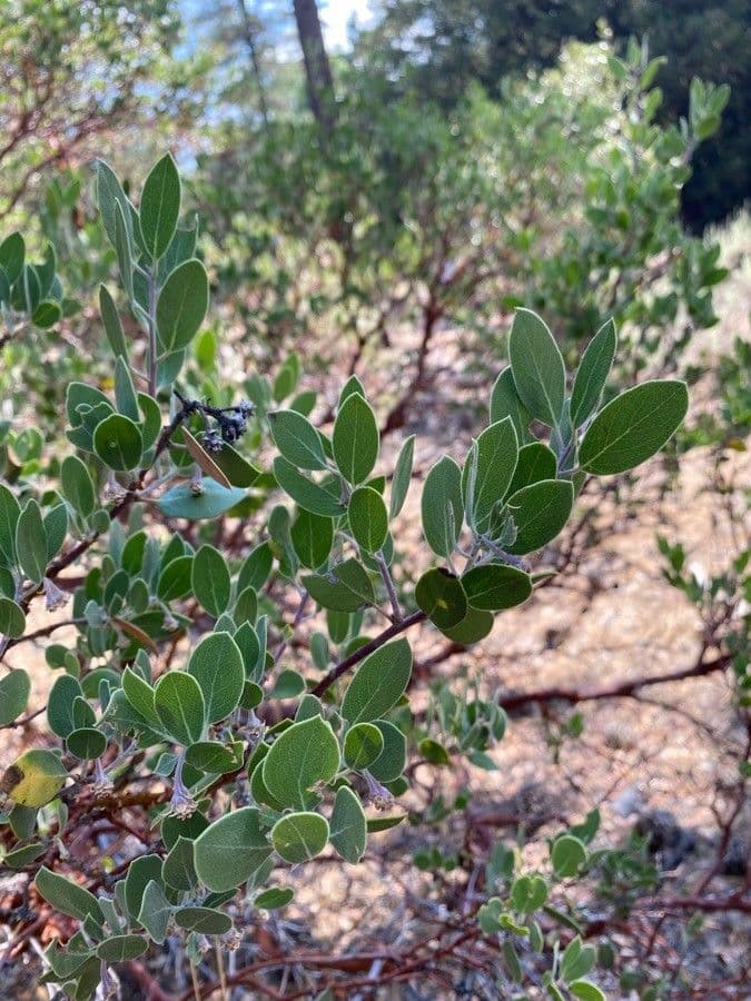 Arbutus 3