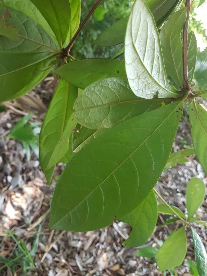 Terminalia 3