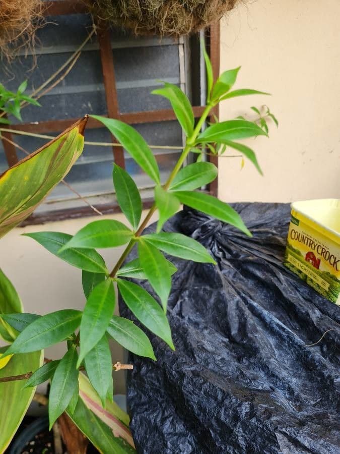 Busch-Allamanda 12