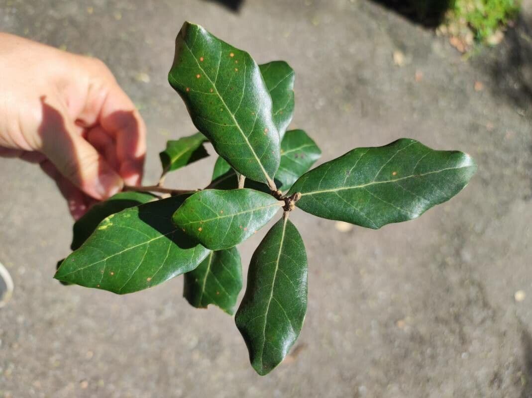Quercia 16