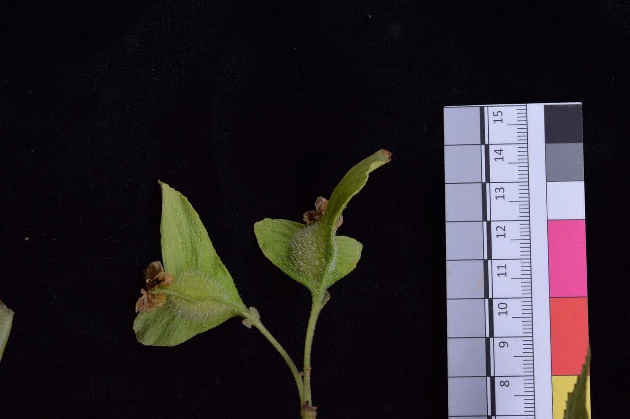 Begonia dipinta 21