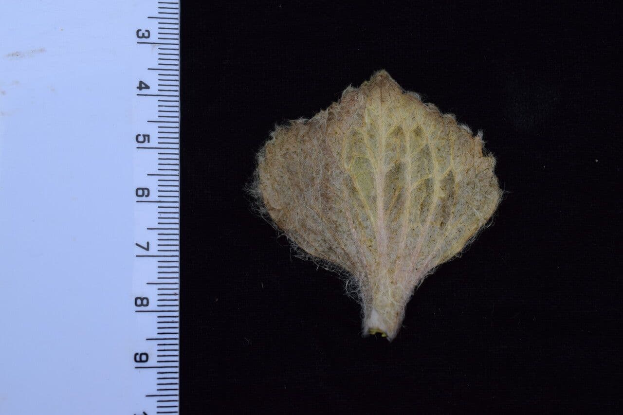 Eriophyton 6