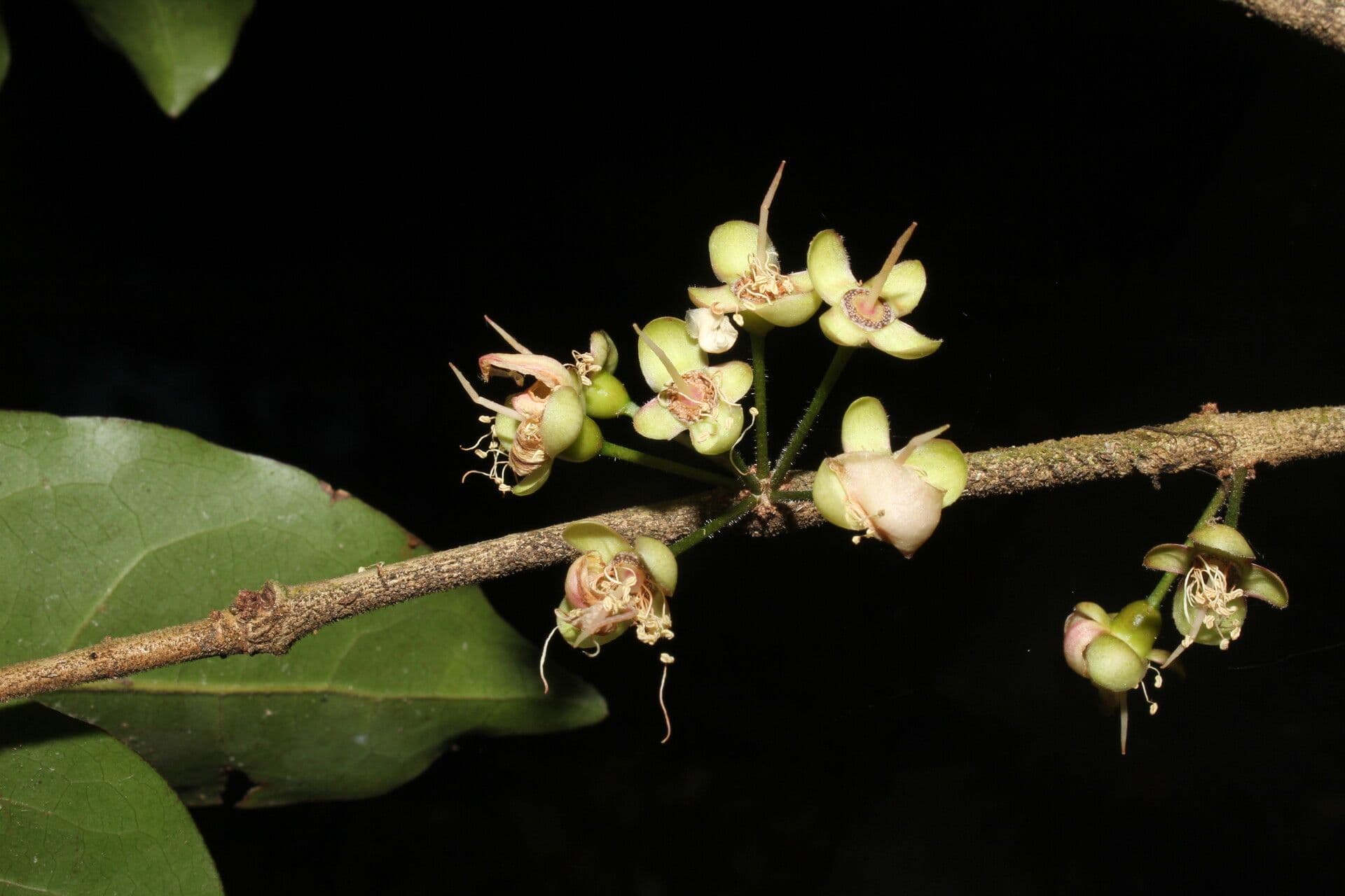 Eugenia 6