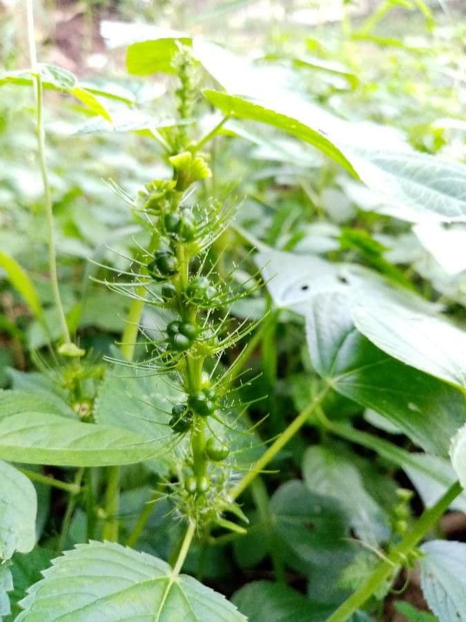 Acalypha 4