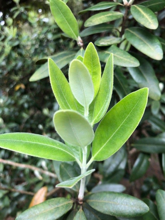 Metrosideros robusta 10