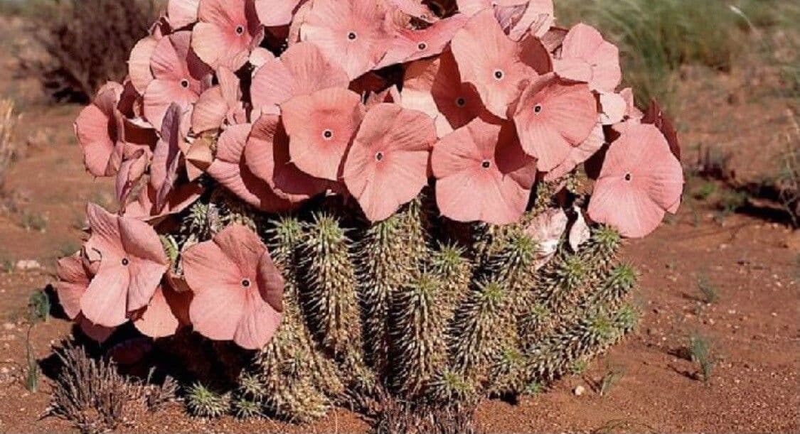 Hoodia