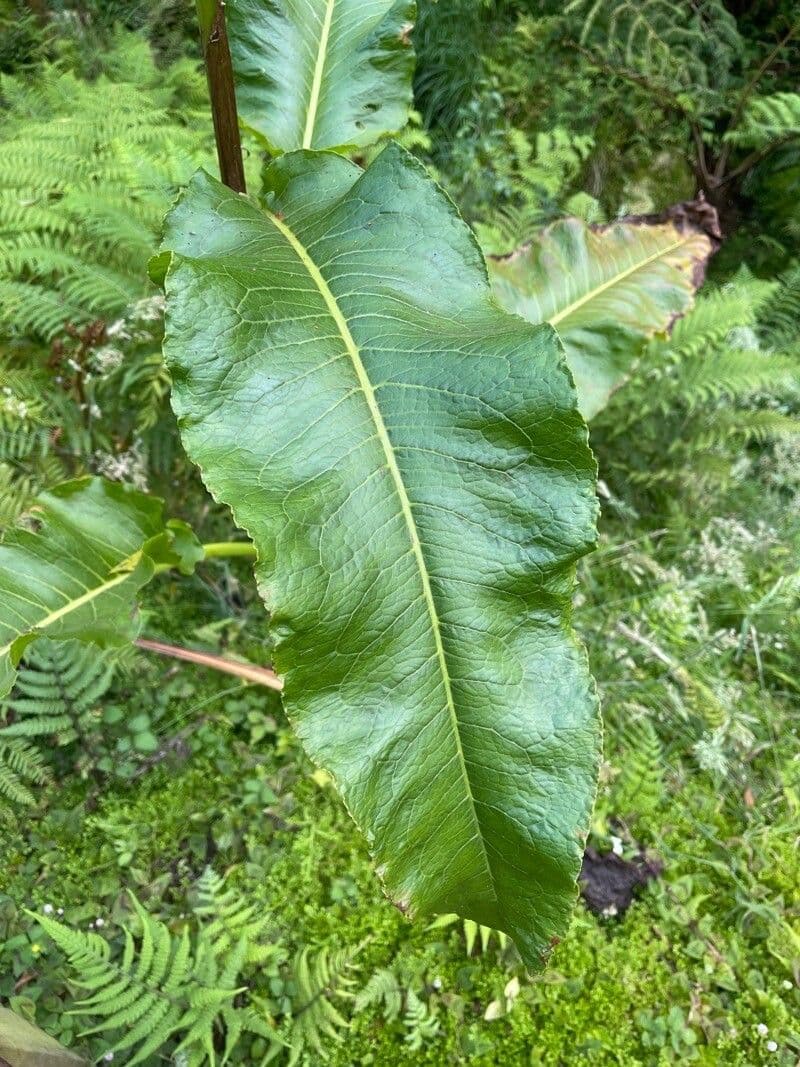 Acetosa 7