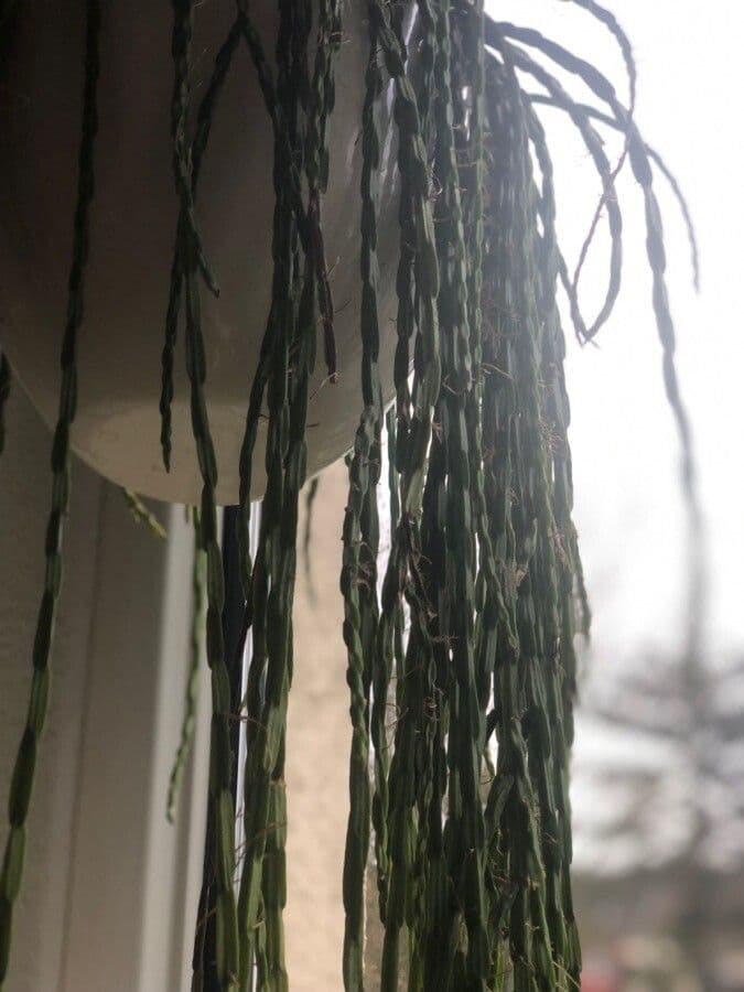 Rhipsalis 5