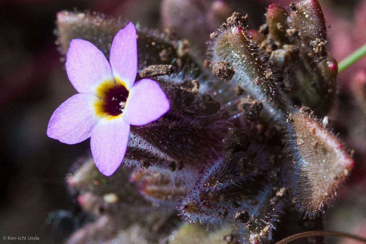 Collomia