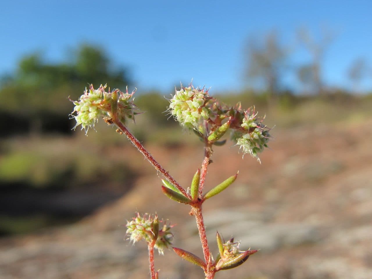 Chaetonychia 5