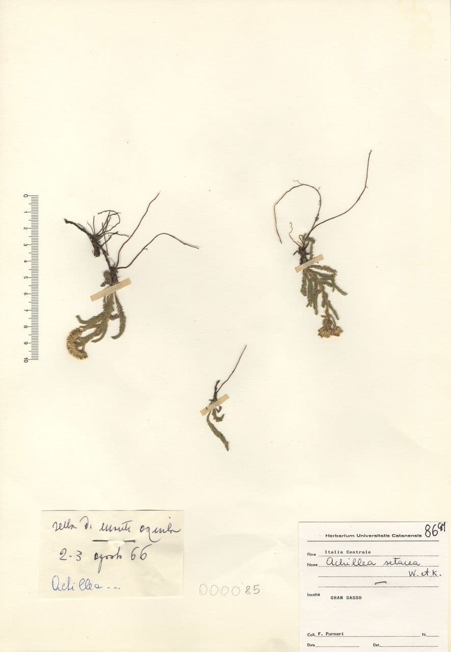 Achillée 14