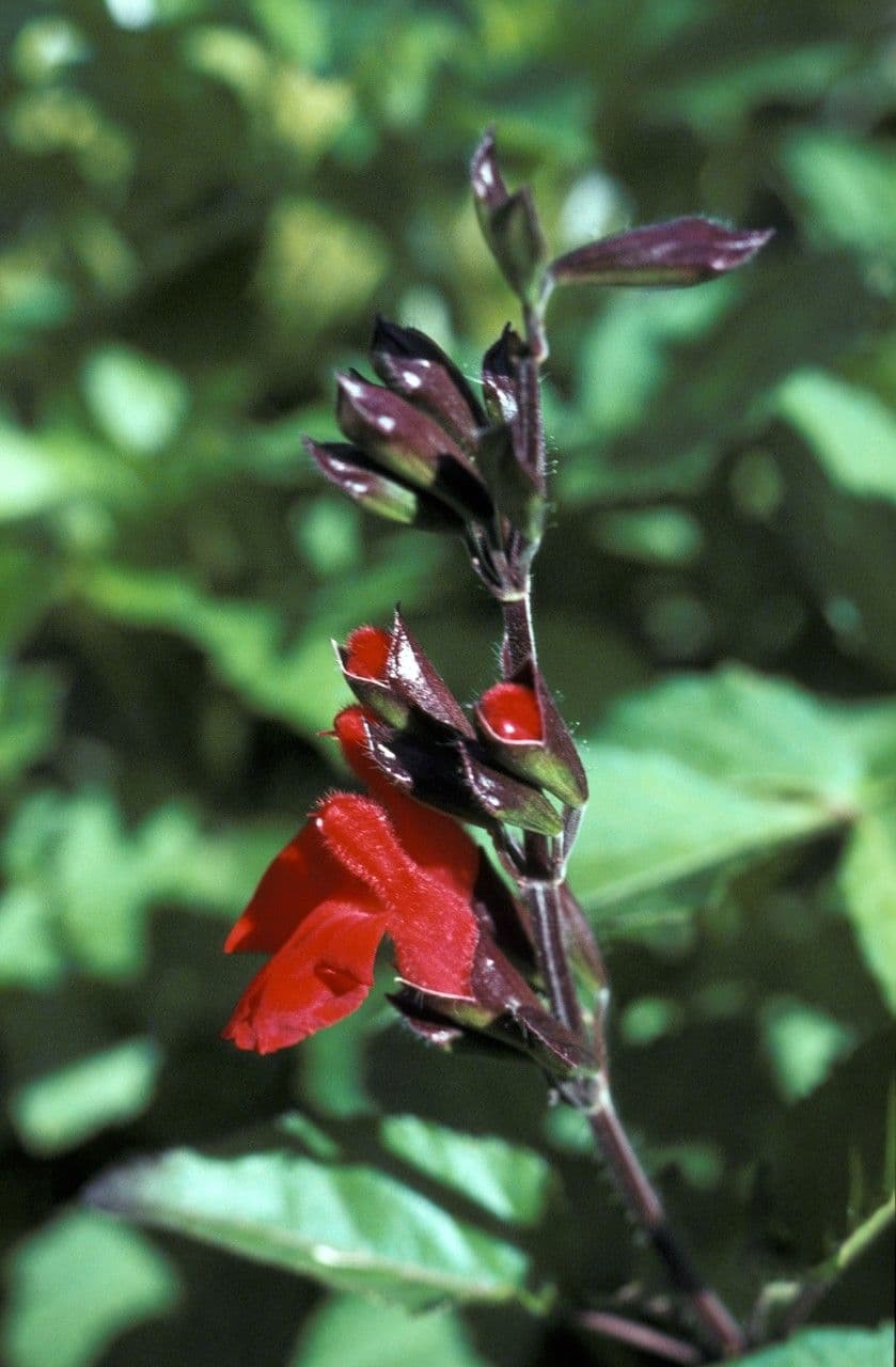 Scutellaria