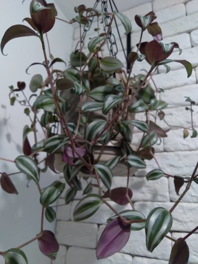 Tradescantia