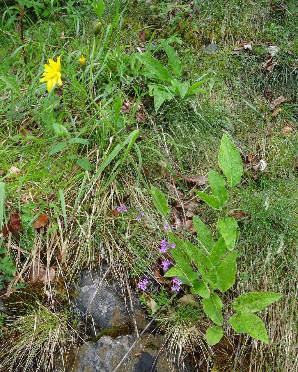 Frühblühendes Habichtskraut 12