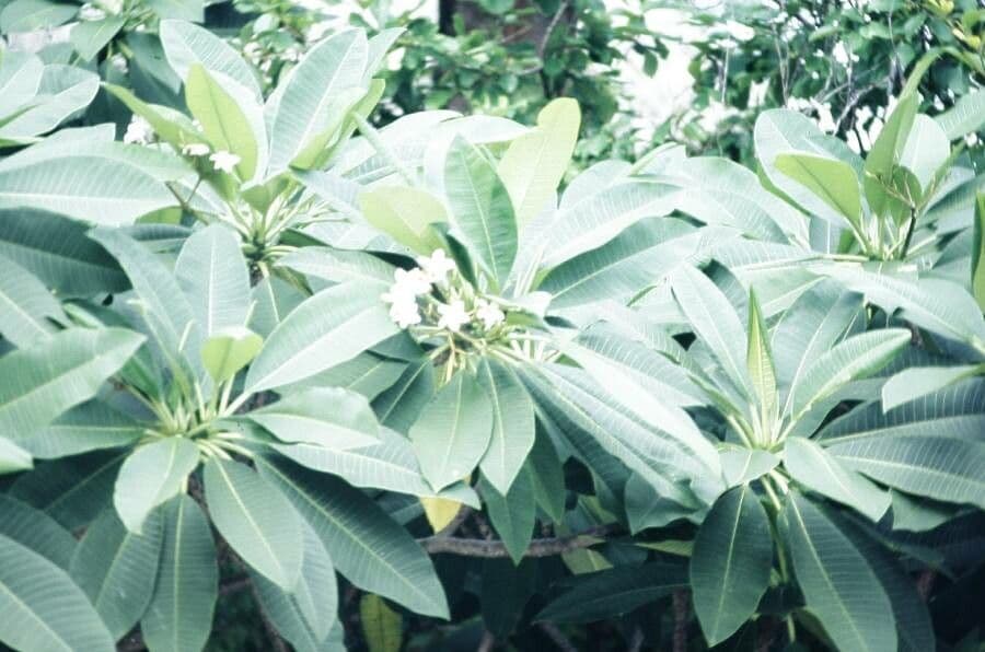 Frangipani 24