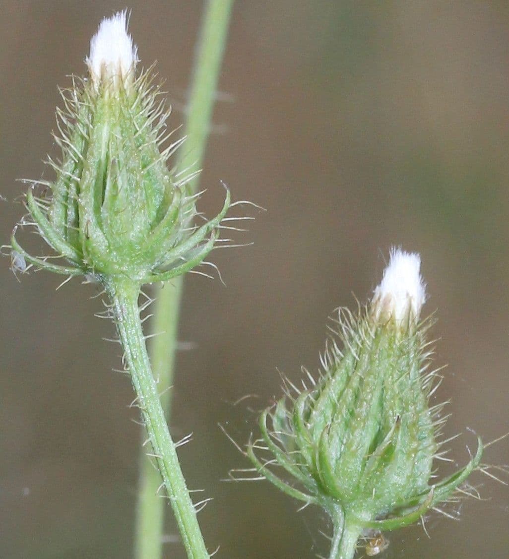Radicchiella setolosa