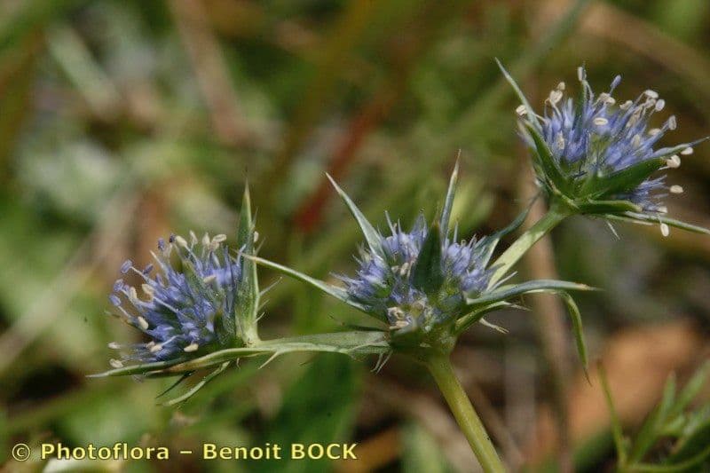 Ostropec 18