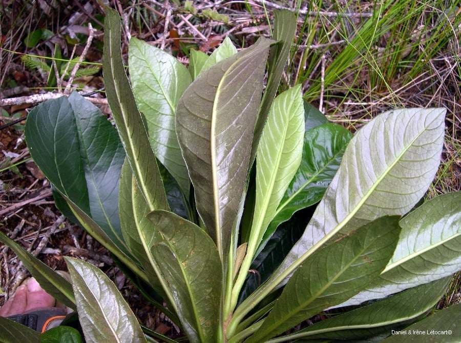Apiopetalum 4
