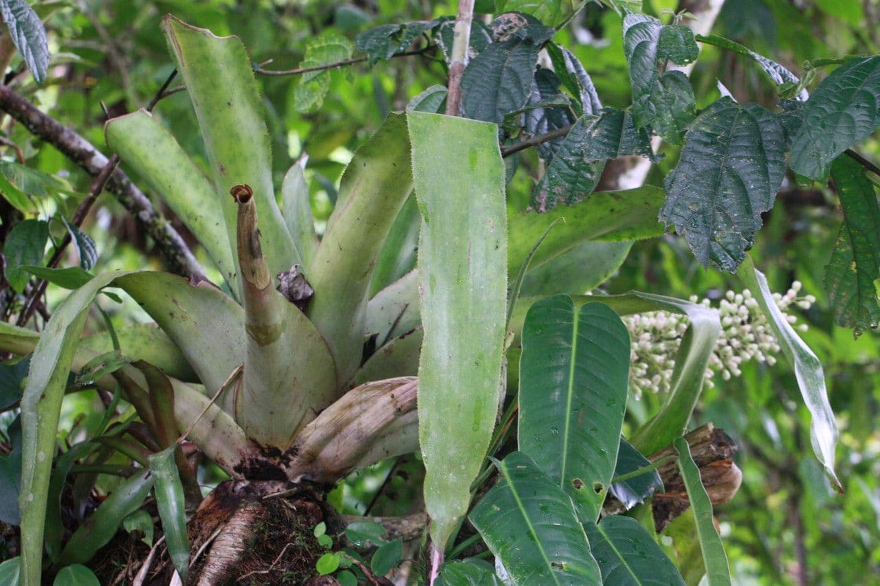 Aechmea 13