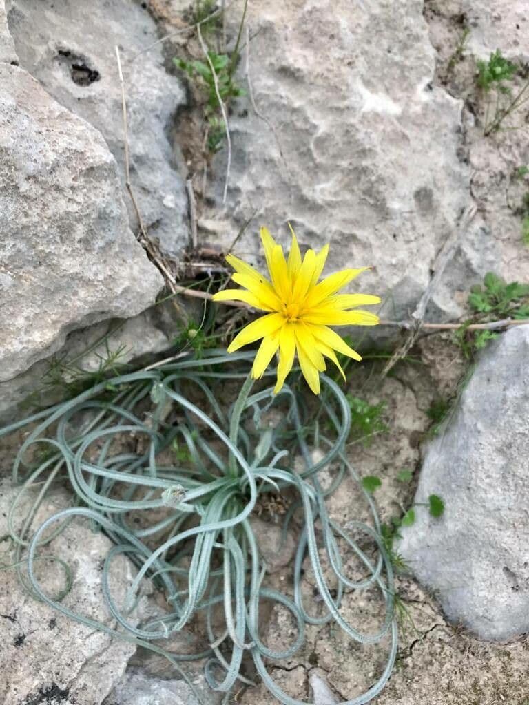 Pseudopodospermum