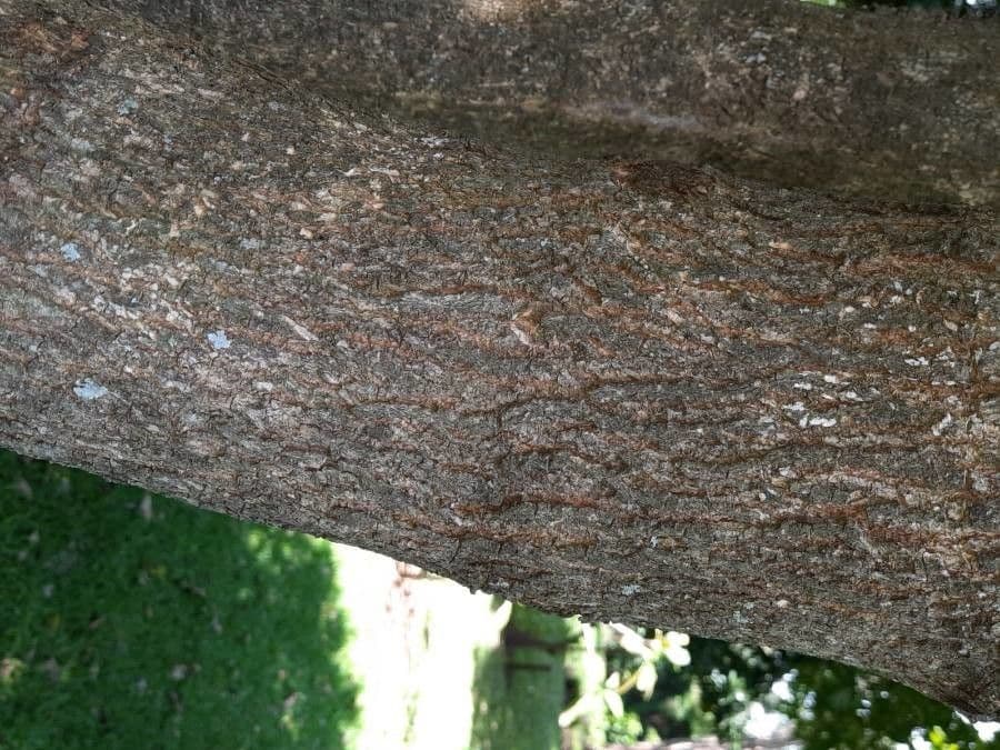 Citharexylum 8
