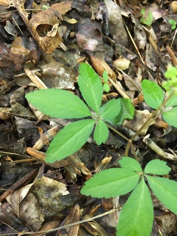 Panax trifolius 15