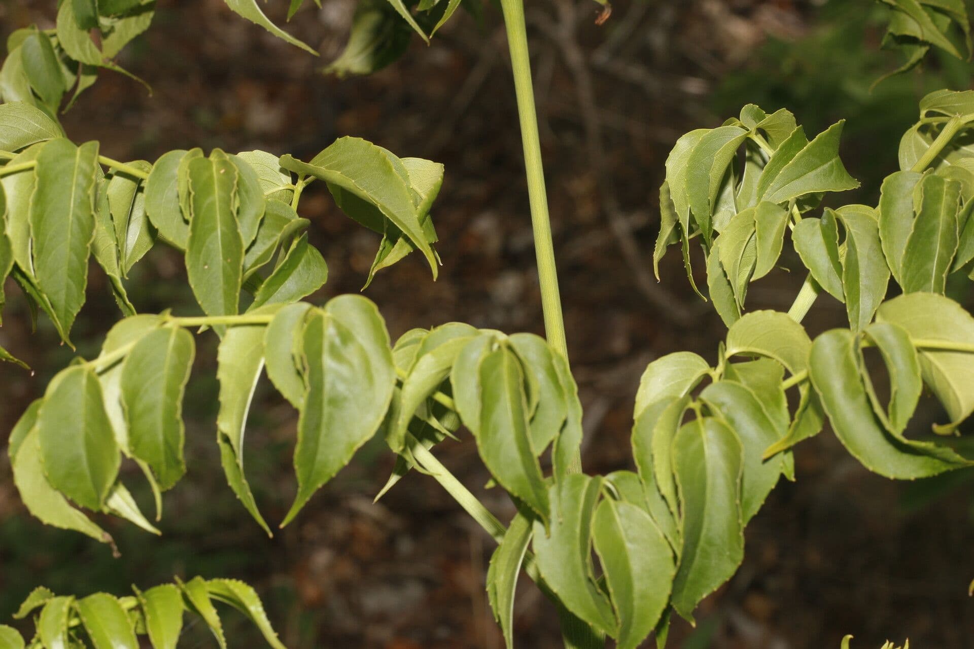 Aralia excelsa 7