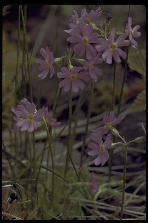 Primula di Laurent 14