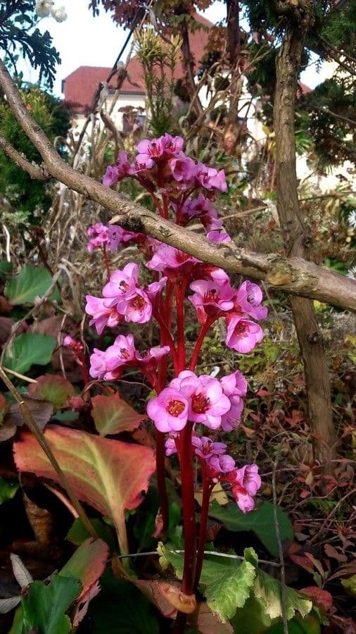 Bergenia cordifolia 15