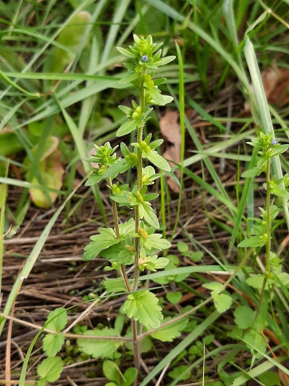 Veronica dei campi 20