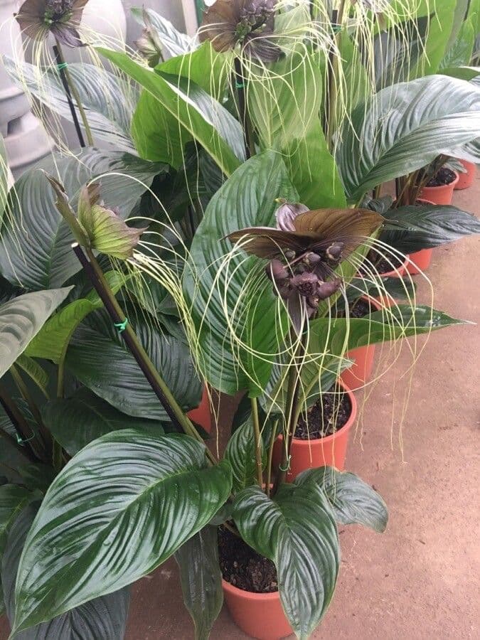 Tacca 14