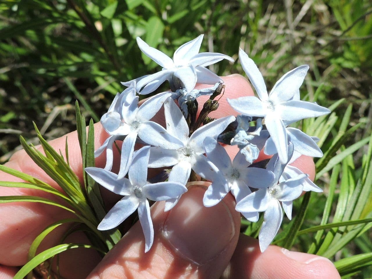 Amsonia cigliata