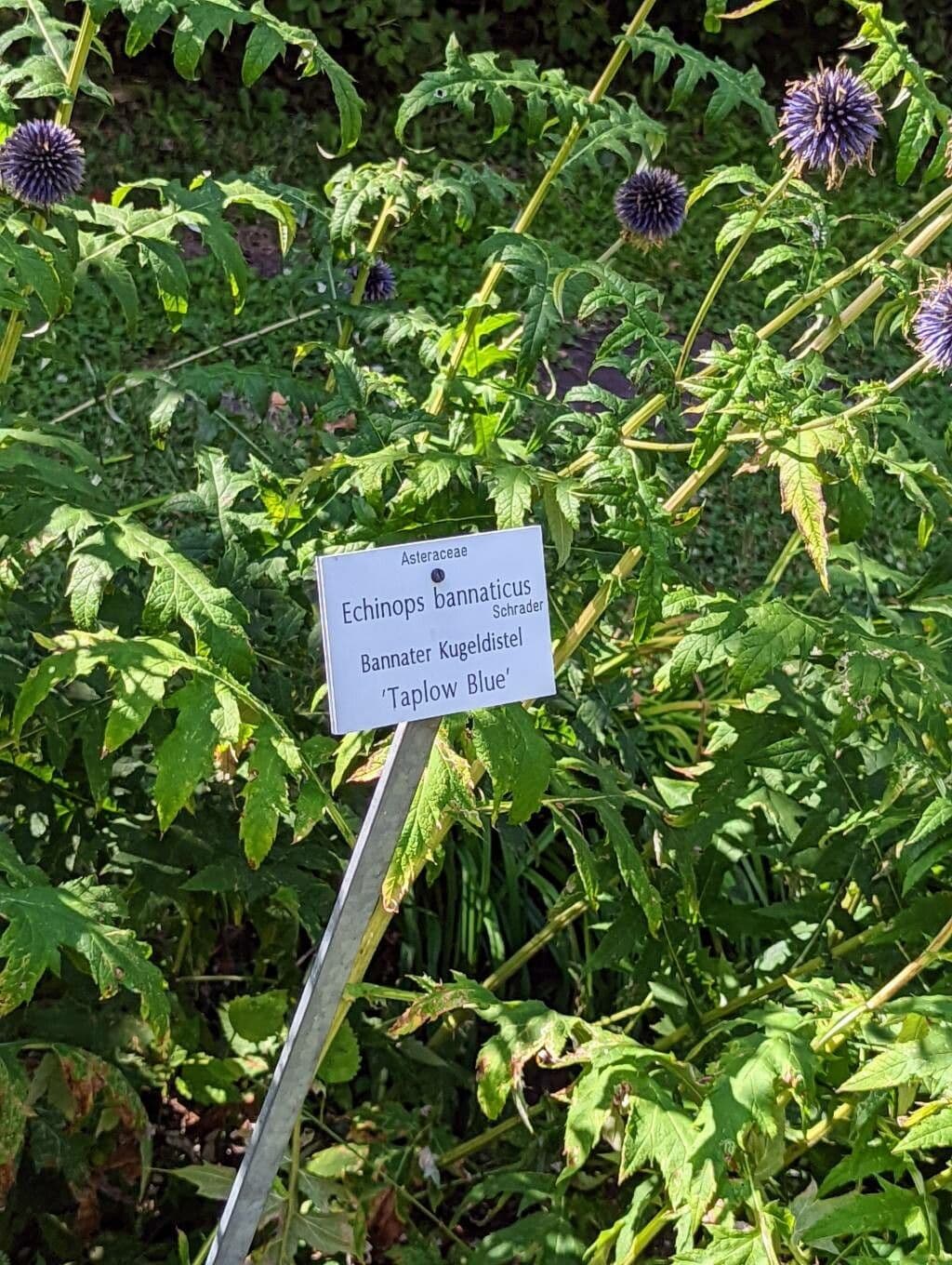 Cardo dei Balcani 24