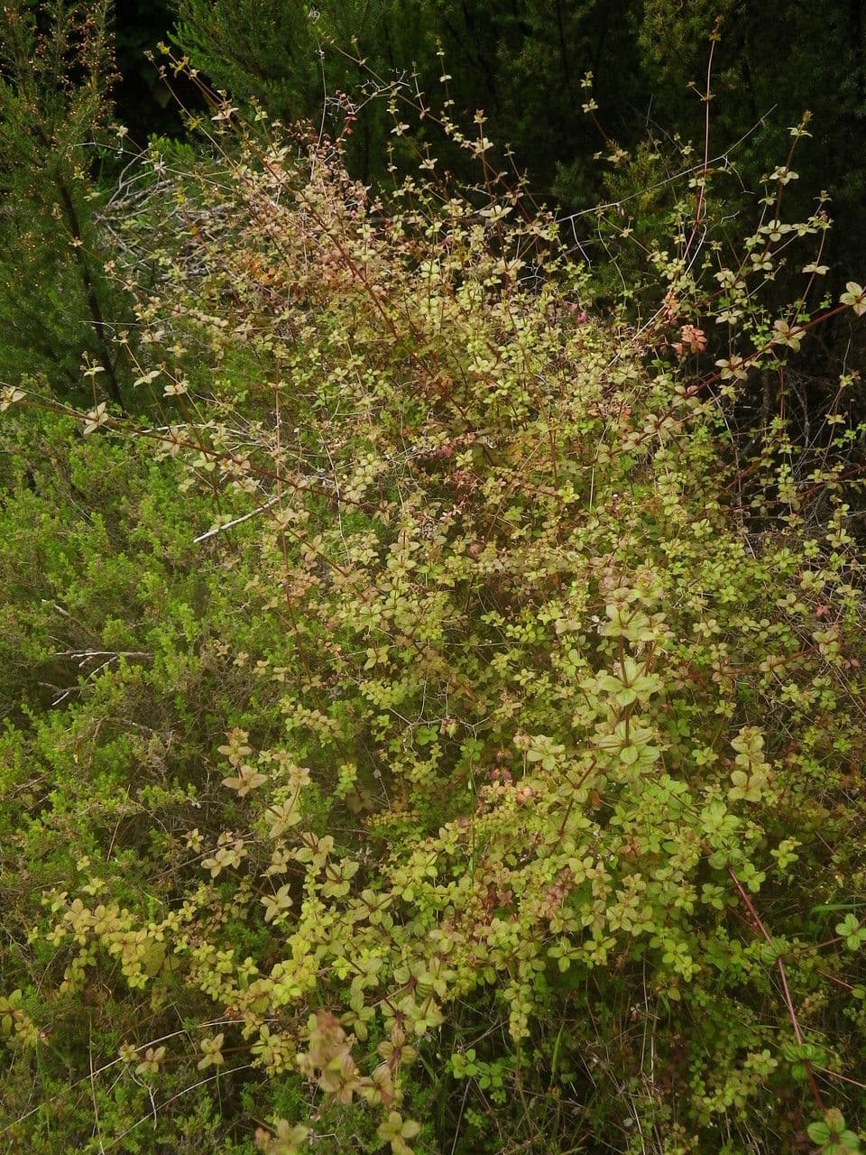 Galium 9