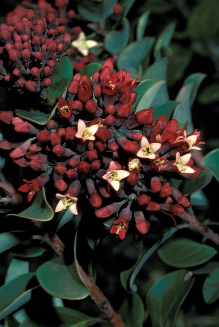 Santalbaum